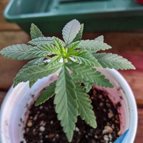 Durban Poison growlog photo: First time watering without a spray bottle.