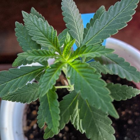Durban Poison growlog timeline photo