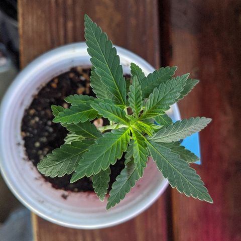 Durban Poison growlog timeline photo