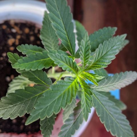 Durban Poison growlog timeline photo