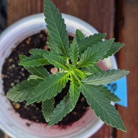 Durban Poison growlog timeline photo