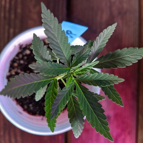 Durban Poison growlog timeline photo