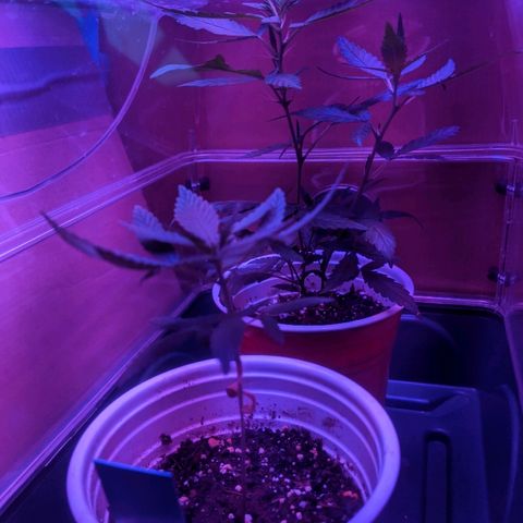 Durban Poison growlog timeline photo