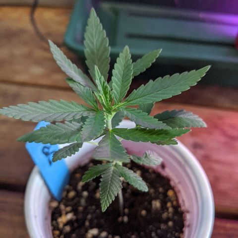 Durban Poison growlog timeline photo