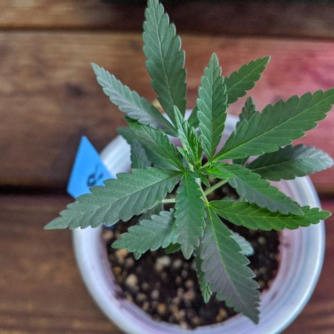 Durban Poison growlog timeline photo