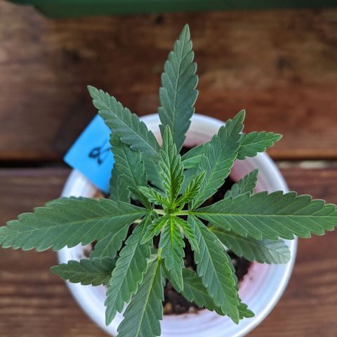 Durban Poison growlog timeline photo