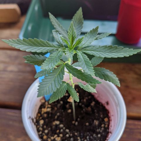 Durban Poison growlog timeline photo