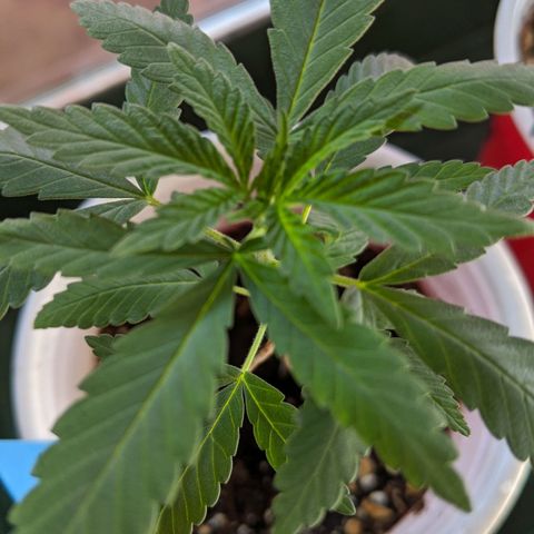 Durban Poison growlog timeline photo