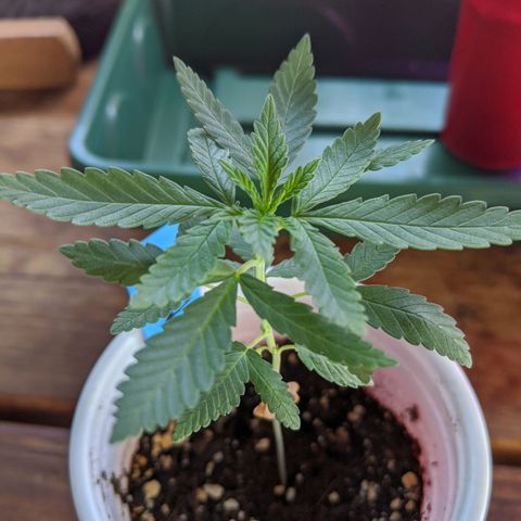 Durban Poison growlog timeline photo