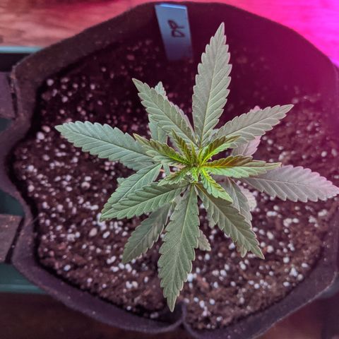 Durban Poison growlog photo: Shifted to a 2 gal. fabric pot.