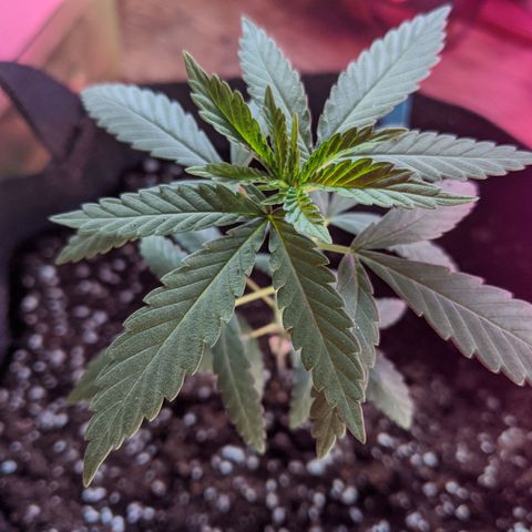 Durban Poison growlog photo: Shifted to a 2 gal. fabric pot.