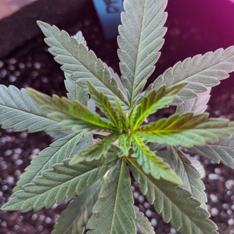 Durban Poison growlog photo: Shifted to a 2 gal. fabric pot.