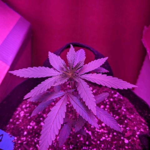 Durban Poison growlog photo: Shifted to a 2 gal. fabric pot.