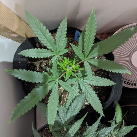 Durban Poison growlog timeline photo