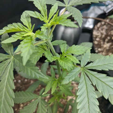 Durban Poison growlog timeline photo