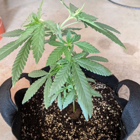 Durban Poison growlog timeline photo