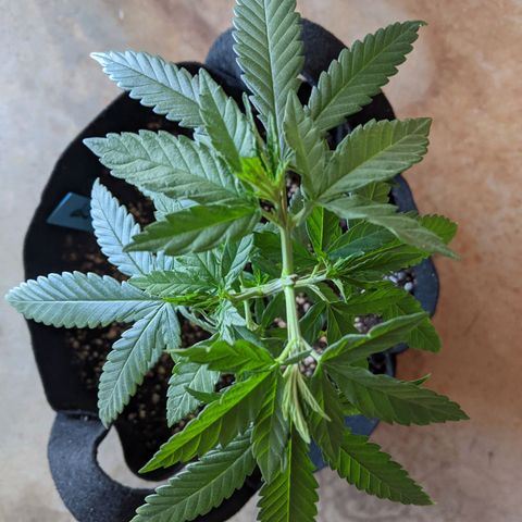 Durban Poison growlog timeline photo