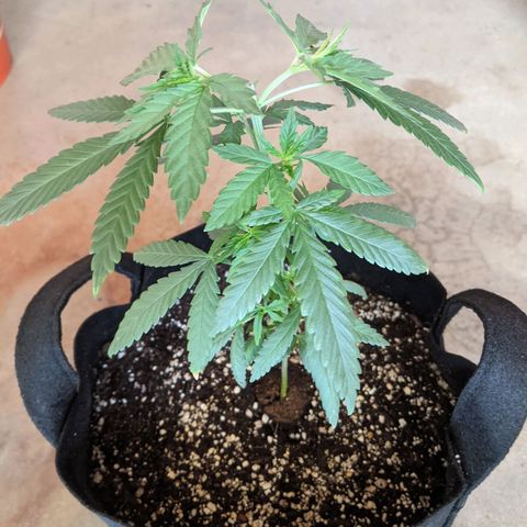 Durban Poison growlog timeline photo