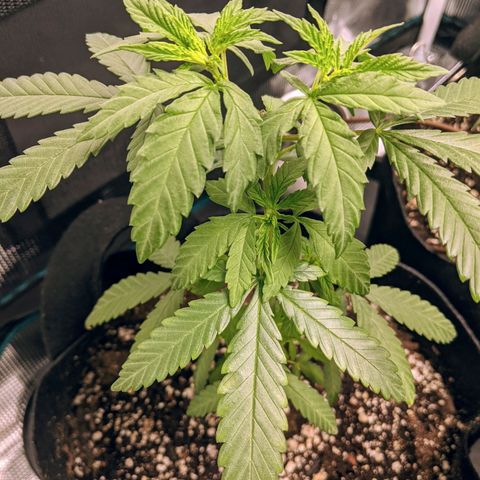 Durban Poison growlog timeline photo