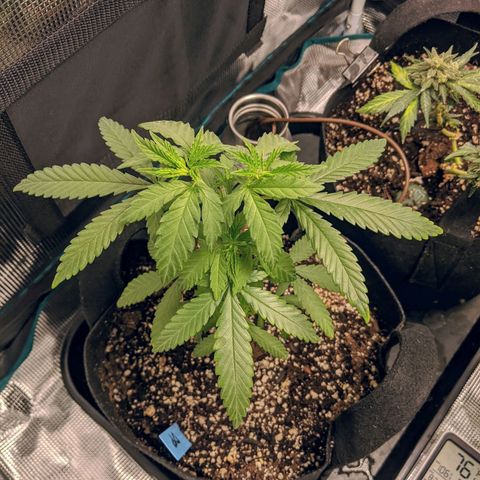 Durban Poison growlog timeline photo