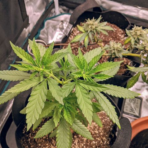 Durban Poison growlog timeline photo