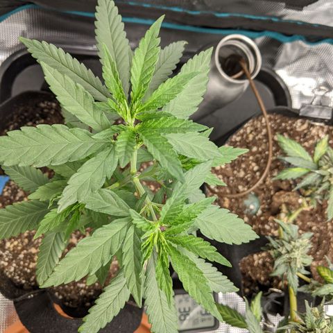 Durban Poison growlog timeline photo