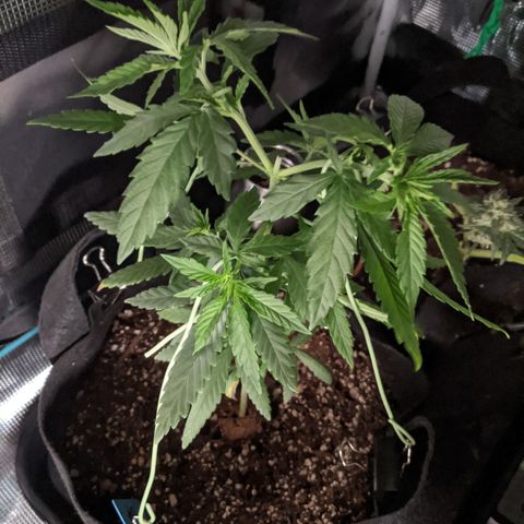 Durban Poison growlog photo: Started LST