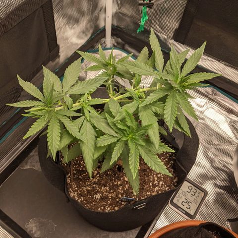 Durban Poison growlog photo: LST coming along nicely.