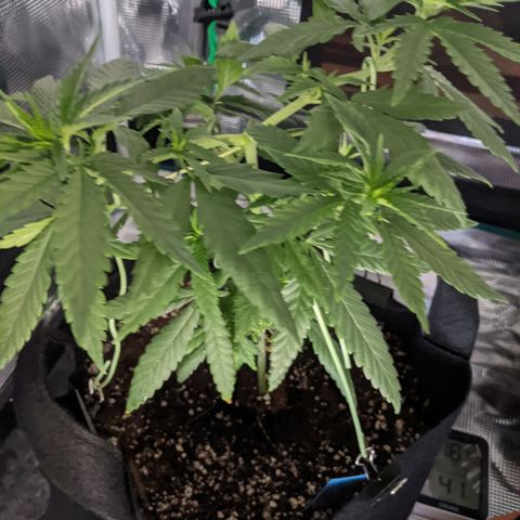 Durban Poison growlog timeline photo