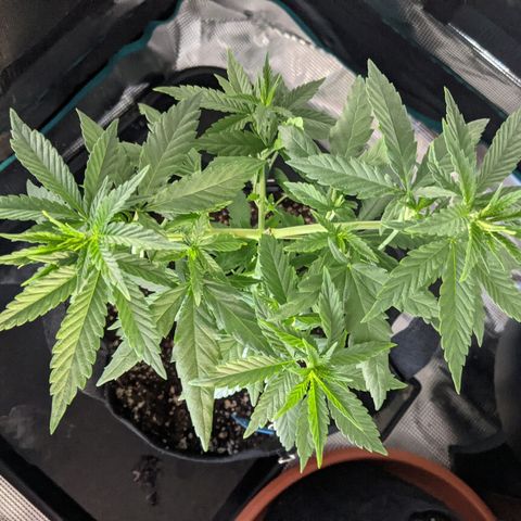 Durban Poison growlog timeline photo