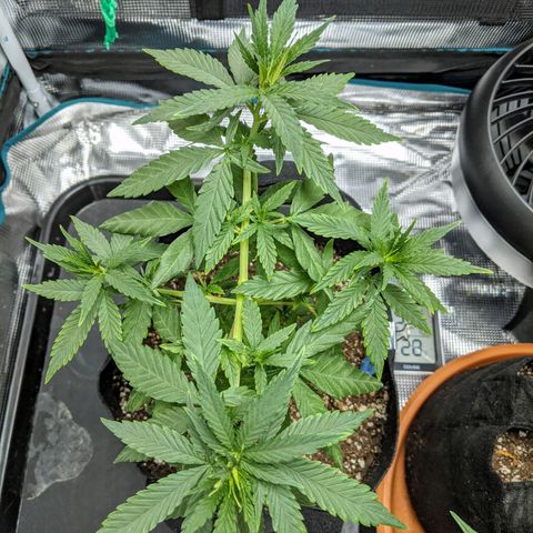 Durban Poison growlog timeline photo