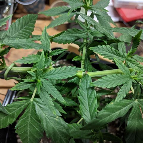 Durban Poison growlog timeline photo