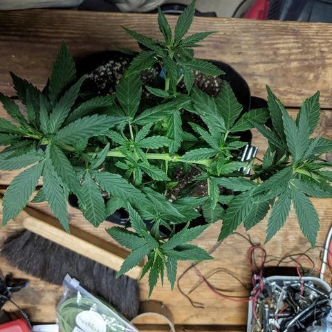 Durban Poison growlog timeline photo