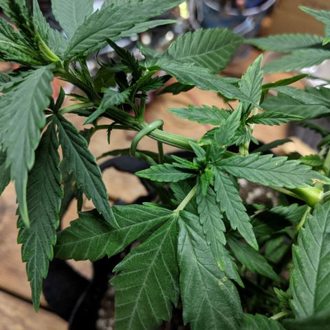 Durban Poison growlog timeline photo