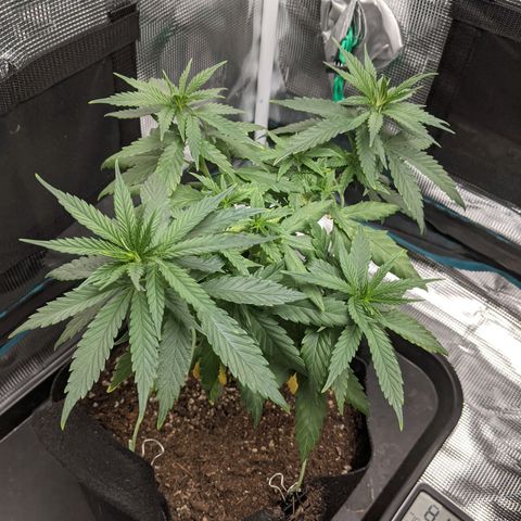 Durban Poison growlog timeline photo