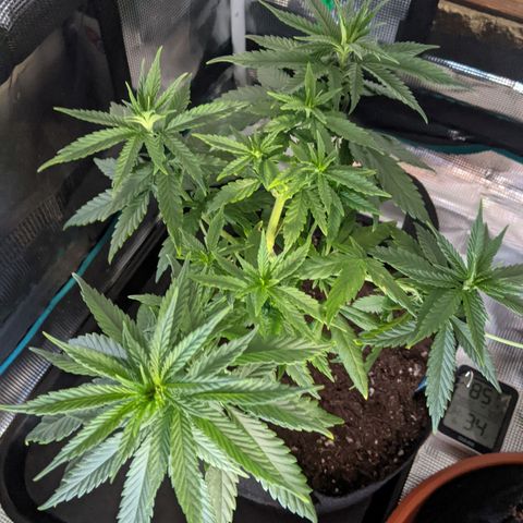 Durban Poison growlog timeline photo