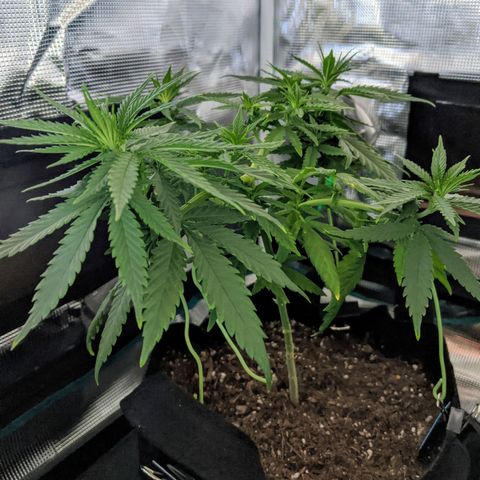 Durban Poison growlog timeline photo