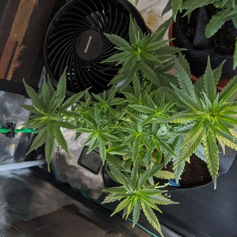 Durban Poison growlog timeline photo