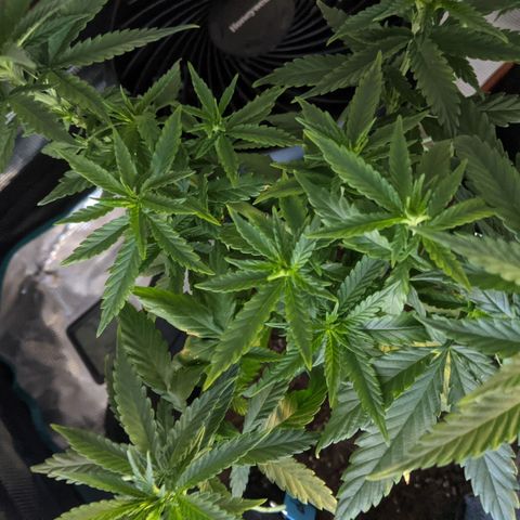 Durban Poison growlog timeline photo