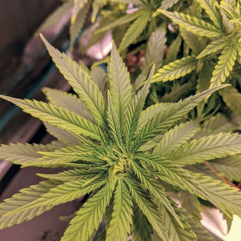 Durban Poison growlog photo: Showing signs of slight nutrient burn.  Flushed with water.