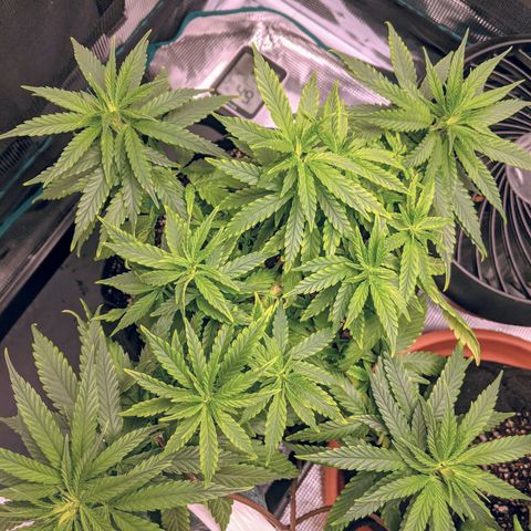 Durban Poison growlog photo: Showing signs of slight nutrient burn.  Flushed with water.