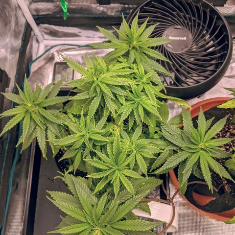 Durban Poison growlog photo: Showing signs of slight nutrient burn.  Flushed with water.