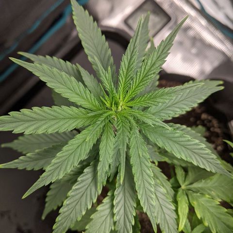 Durban Poison growlog photo: Showing signs of slight nutrient burn.  Flushed with water.