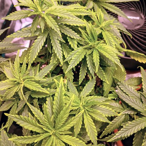 Durban Poison growlog photo: Showing signs of slight nutrient burn.  Flushed with water.
