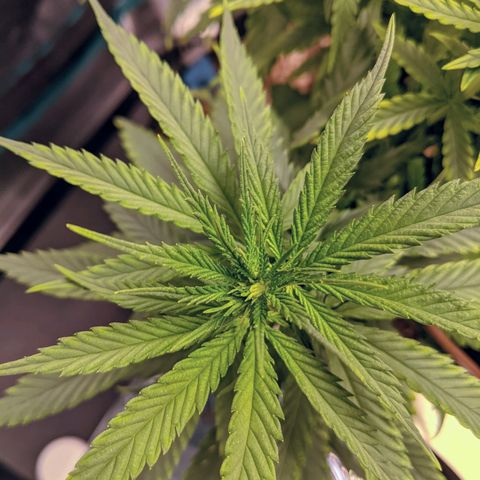 Durban Poison growlog photo: Light watering