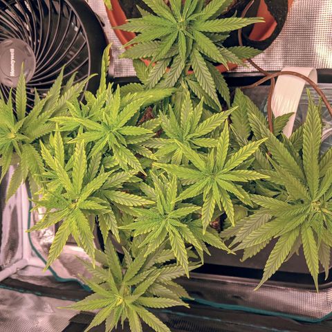 Durban Poison growlog photo: Light watering
