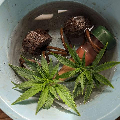 Durban Poison growlog timeline photo