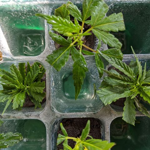 Durban Poison growlog timeline photo