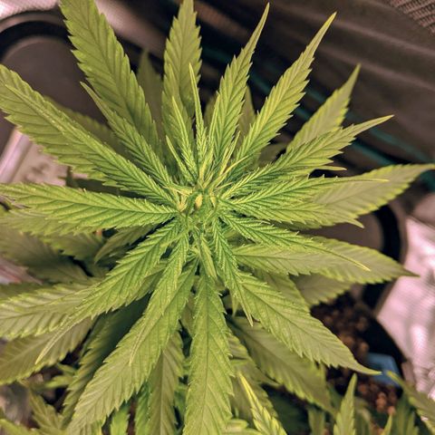 Durban Poison growlog timeline photo