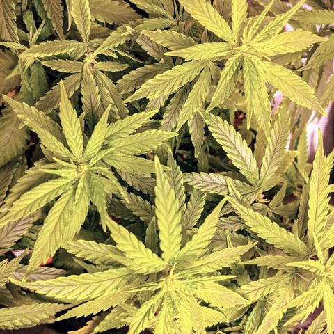 Durban Poison growlog timeline photo